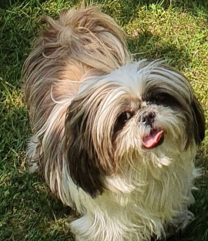 TROVATA! «Aiutateci a trovare la nostra Charlotte, in fuga spaventata per il temporale»