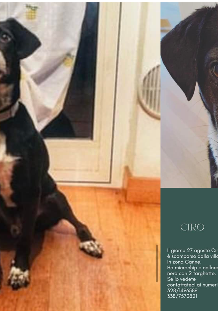 Il dolcissimo Ciro ha 8 anni e la sua famiglia lo cerca disperatamente