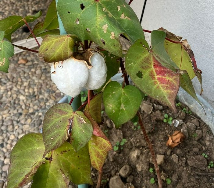 Autunno, fiorisce il cotone