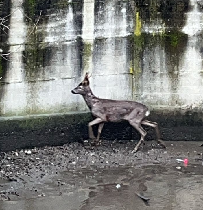 Un daino salvato nell’alveo del Lura: rimesso in libertà nel Parco delle Groane