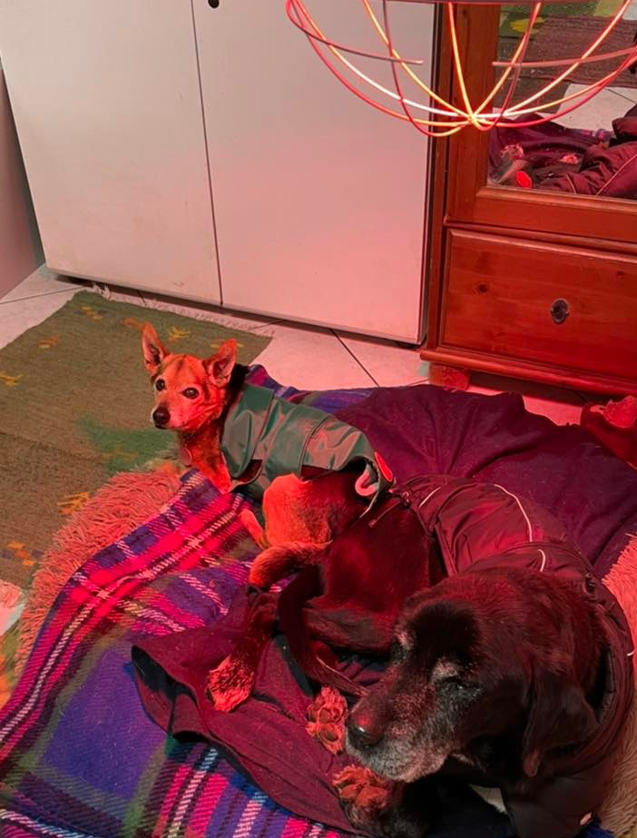 Temperature sotto zero: «Aiutateci a tenere al caldo i cagnolini»