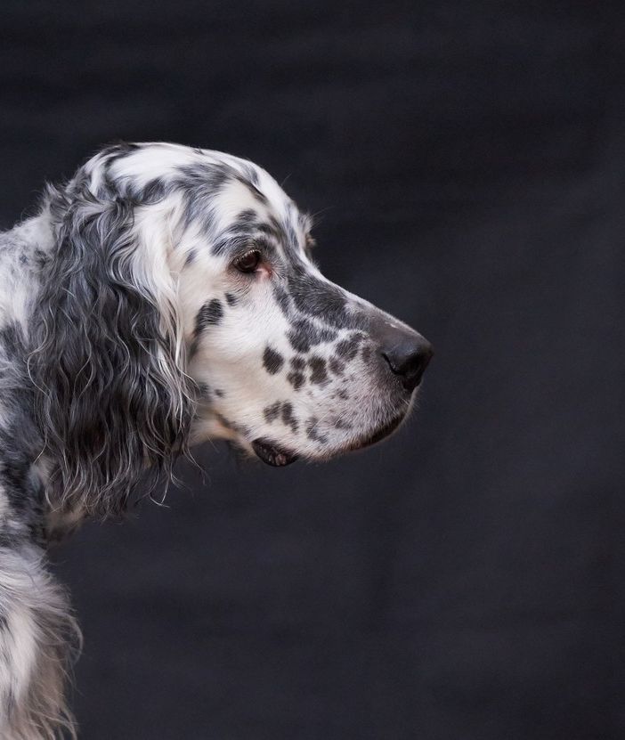 foto d'archivio - il cane sembrava un setter
