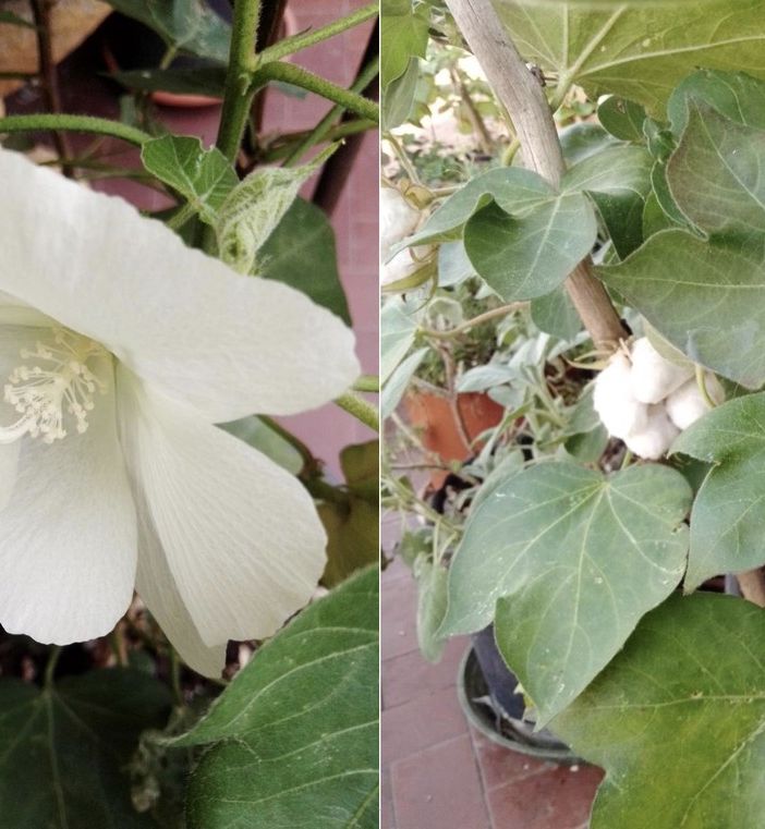 FOTO. Il fiore del cotone unisce le generazioni
