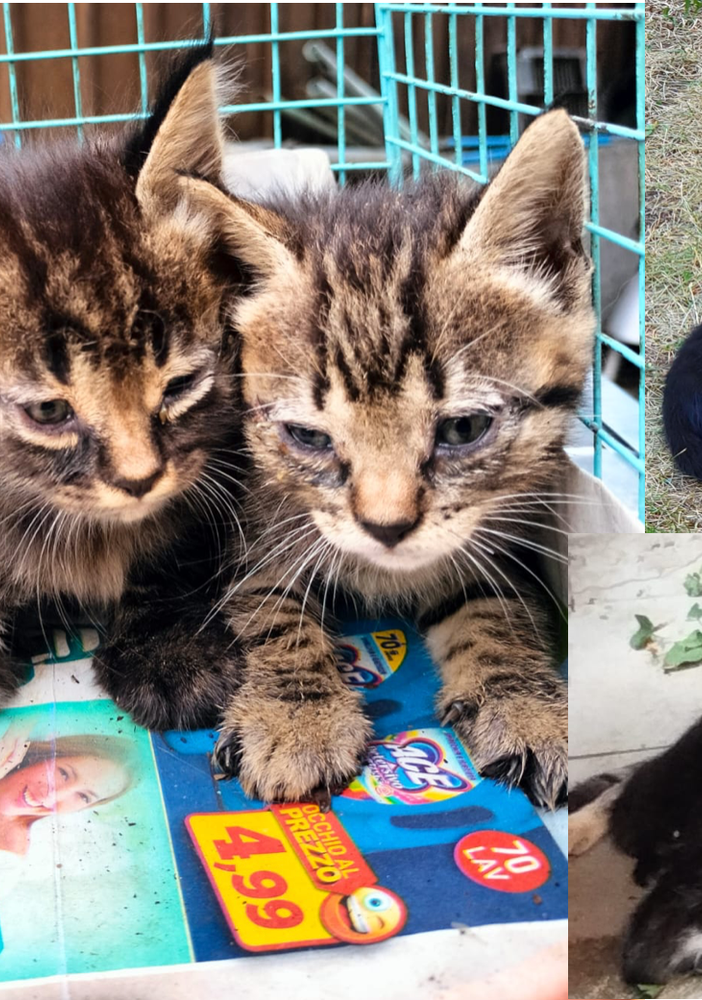 Sono i gattini l'emergenza dell'estate a Busto: «Aiutateci a dare loro una casa»
