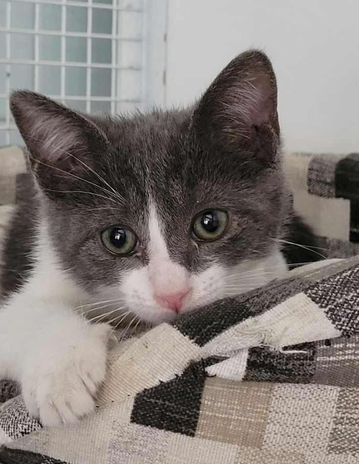 Il piccolo Milord chiede aiuto per sé e gli altri micetti - foto per cortesia del Gattile