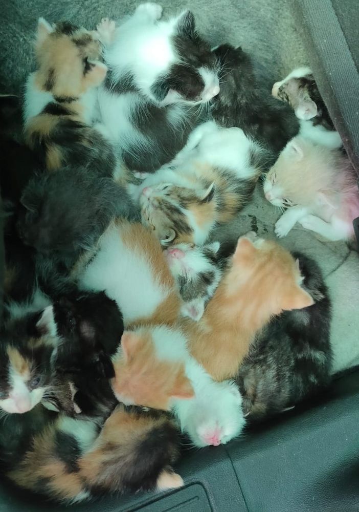 VIDEO. Ad Olgiate salvati 19 gattini ritrovati in zona via Busto Fagnano