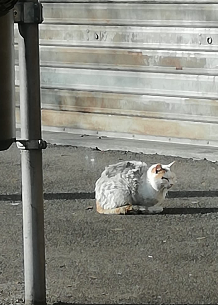 Casaringhio soccorre gatto in difficoltà: «Lo chiameremo Pancake»