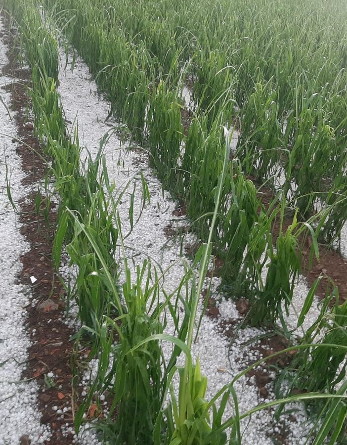 Clima, Coldiretti: «Con grandine su siccità danni ai raccolti nelle campagne lombarde»
