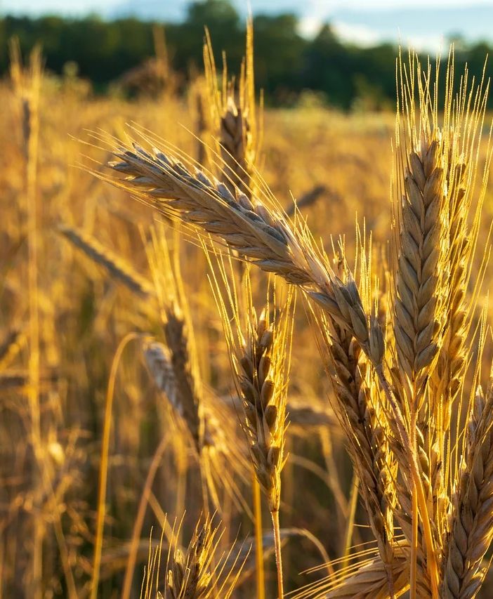 Grano e mais, crollano i prezzi: in apprensione anche i cerealicoltori in provincia di Varese