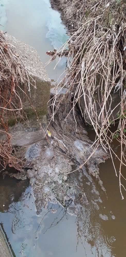 «Arnetta, c'era una volta un torrente». Le foto di un lettore documentano inquinamento e abbandono