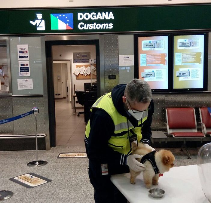 Malpensa, in dogana controlli sugli animali da compagnia a seguito dei passeggeri: solo a gennaio 78 verifiche