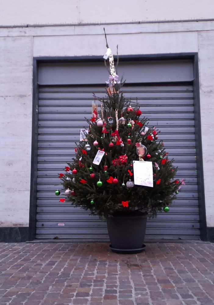 Gallarate, un albero di Natale per Luciana “Treccia” Zaro