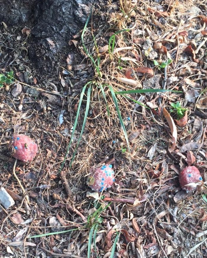 I bocconi avvelenati ritrovati nel parco