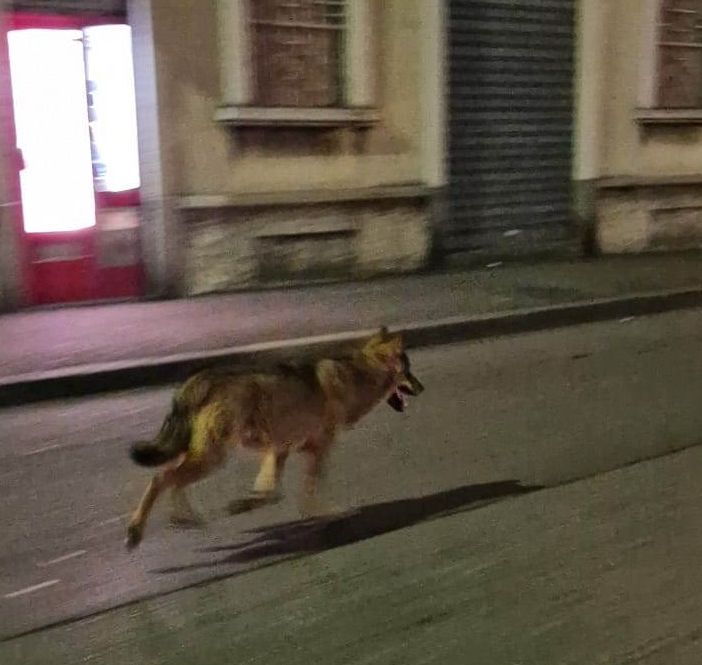 Il lupo in via Quintino Sella