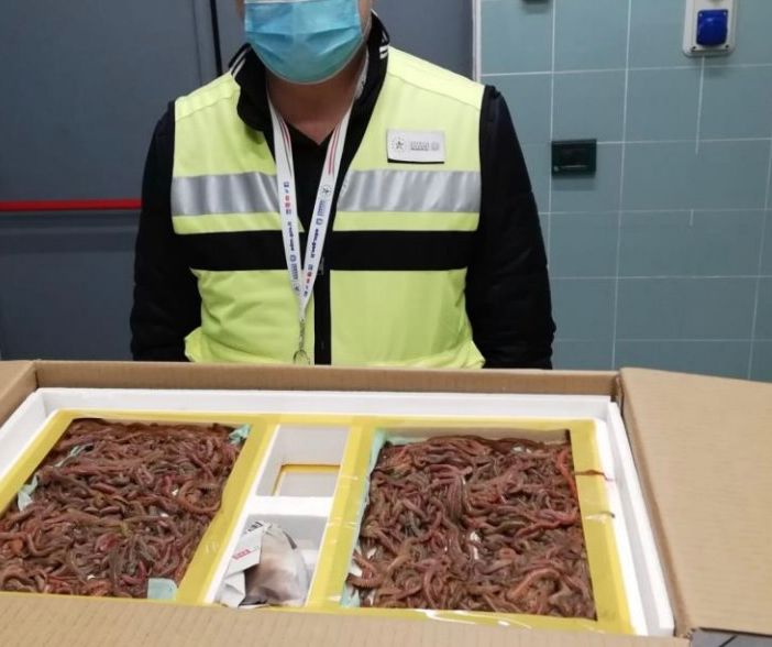 A Malpensa un carico di 216mila esemplari di esche vive dalla Cina