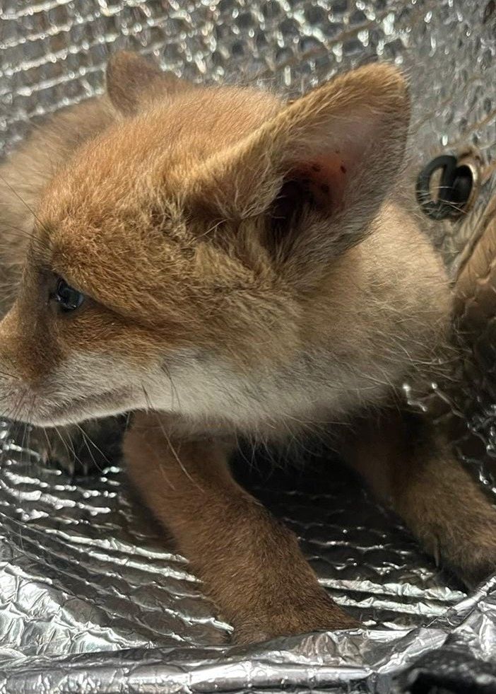 Il cucciolo di volpe trovato a Samarate - Foto dalla pagina Fb di Casaringhio