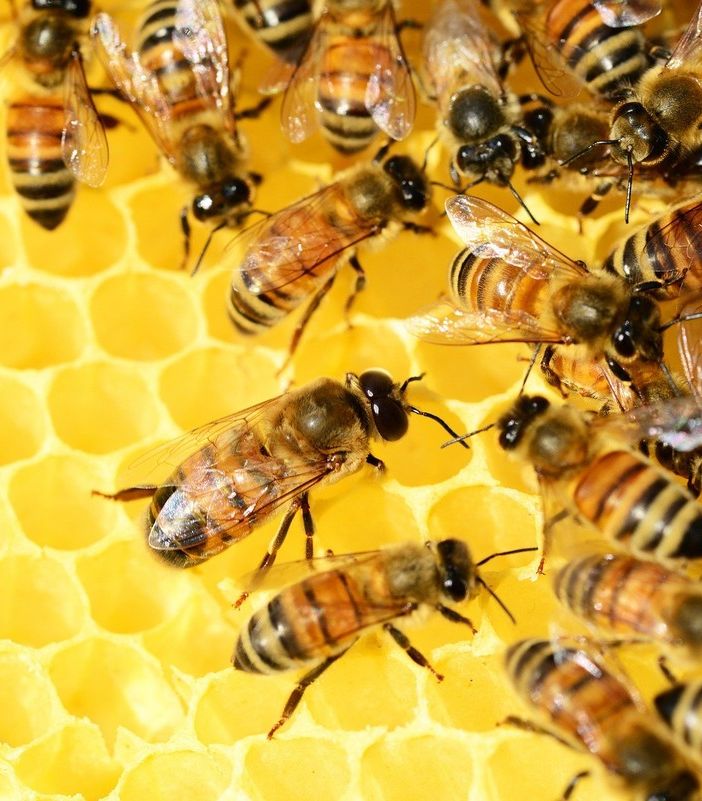 Varese, la Giornata delle Api entra a scuola con Coldiretti: «Inizio anno condizionato dal clima»