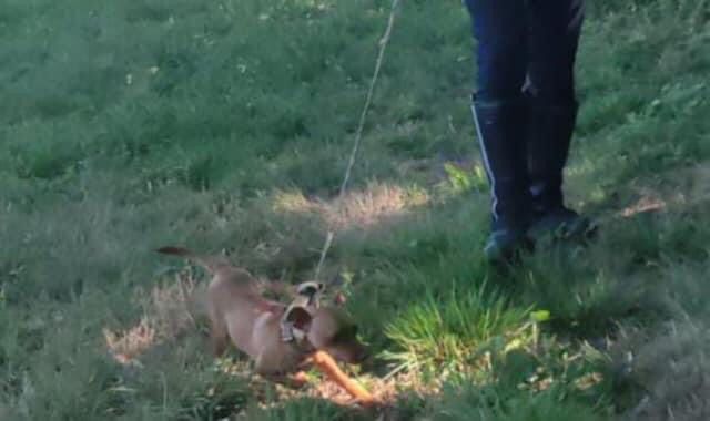Legato e abbandonato senza cibo e acqua in un campo: cagnolino salvato dalla polizia locale di Busto