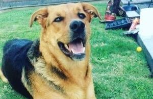 Due pomeriggi per scoprire il “Mondo cane” con Apar