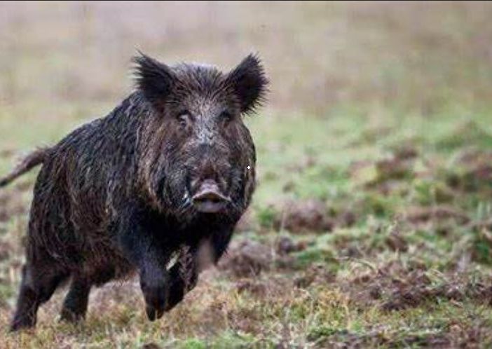 Invasione di cinghiali, anche gli agricoltori del Varesotto in piazza per protestare