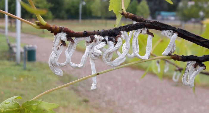 Busto dichiara guerra alla cocciniglia: al via le disinfestazioni: «Durante l'intervento tenete le finestre chiuse»