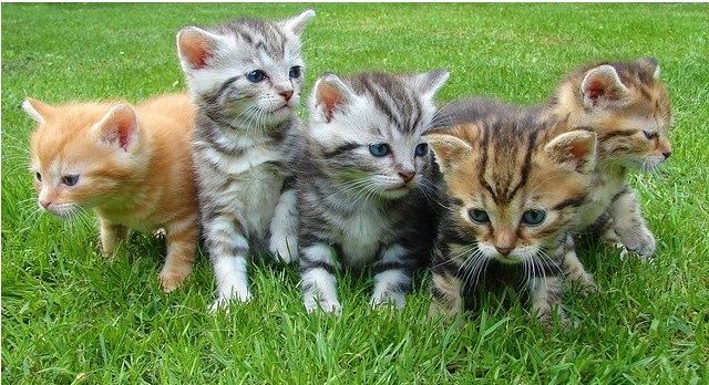 Solbiate si prende cura dei mici, arrivano “Gli Amici di Romeo”