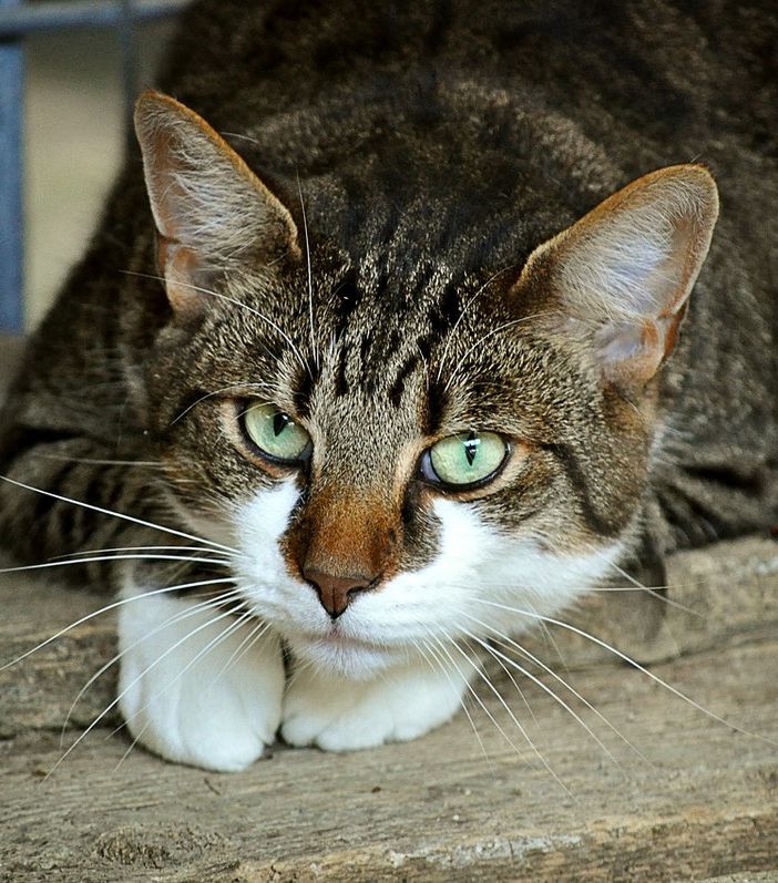 Olgiate Olona: arriva il “pasto sospeso” per gli amici gatti