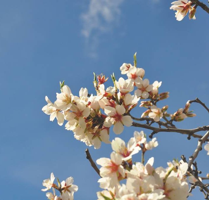 “Salutiamo la primavera”: laboratori e iniziative di educazione ambientale a tutela della biodiversità