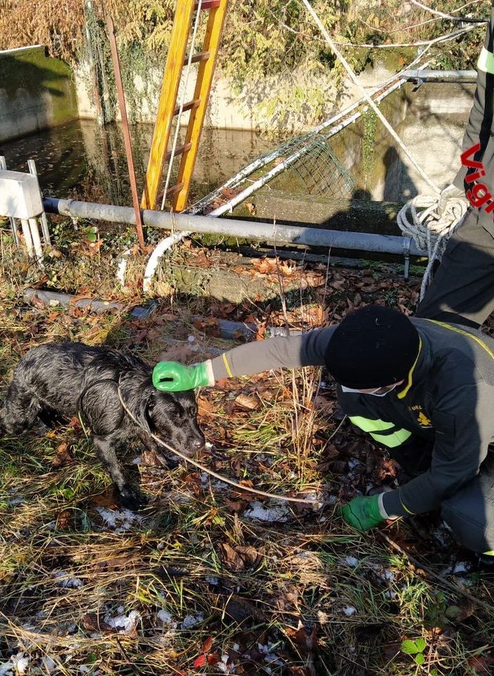 Cucciolo di cane salvato dai vigili del fuoco