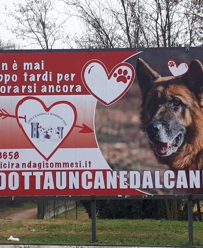 Somma Lombardo, non è mai troppo tardi… per adottare un cane anziano