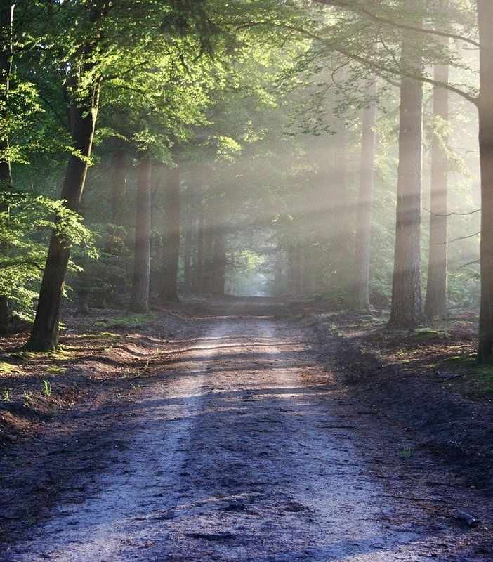 Nasce a Lonate Pozzolo l’associazione Brughiera Aps. Natura e territorio al centro