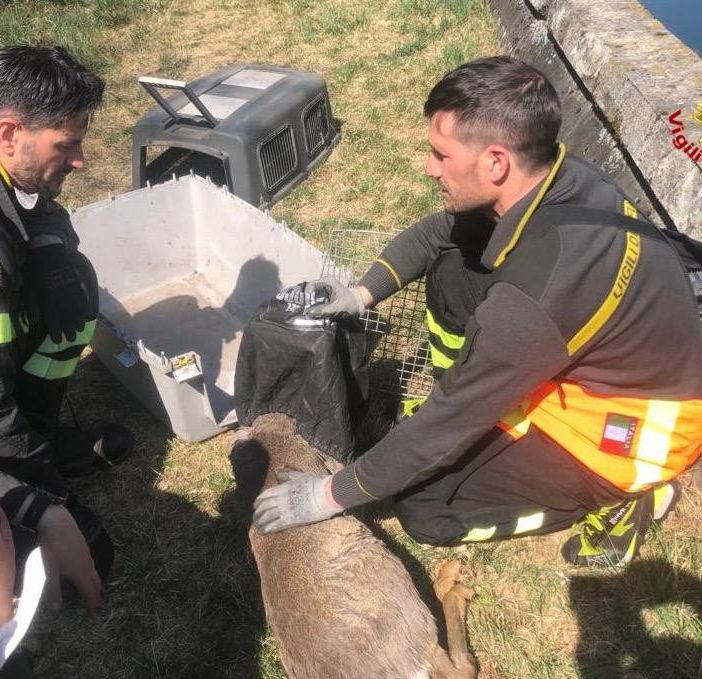 Lonate Pozzolo, cerbiatto finisce nel canale: salvato dai vigili del fuoco