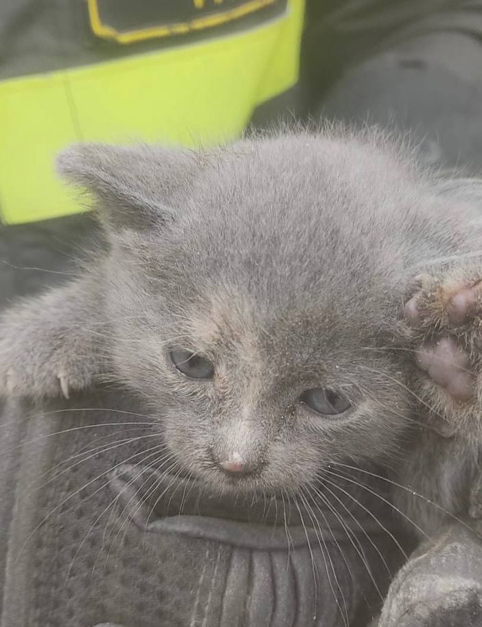 Sesto Calende, gattino incastrato in una tubatura: liberato dopo ore di lavoro