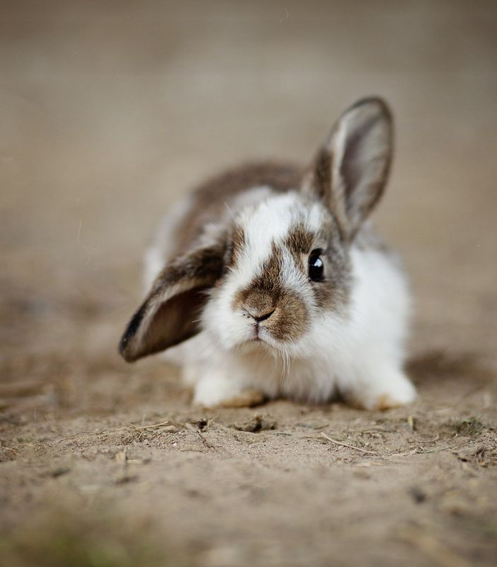 Soluzione casalinga per contrastare gli abbandoni di piccoli animali