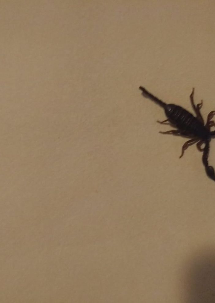Lo scorpione trovato in casa a Saronno (foto da ilSaronno.it)