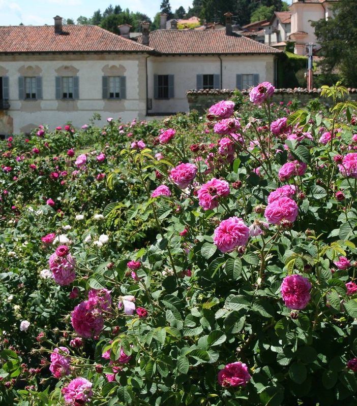 CHE FARE NEL WEEKEND. Fiori, cinema, poesia, cucina per un fine settimana tra cultura e divertimento