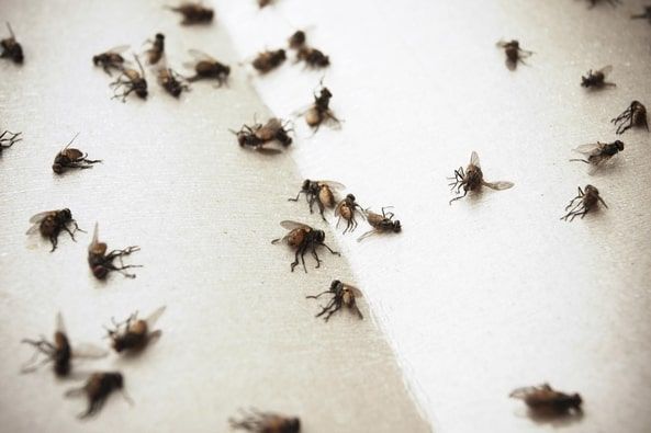 Olgiate invasa dalle mosche: la protesta dei cittadini “reclusi” e gli interventi straordinari