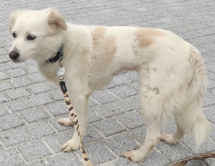 Luna è dolcissima e ha 10 anni
