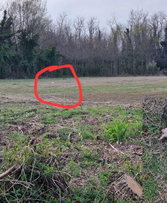 Sette maialini trovati morti nelle campagne olgiatesi