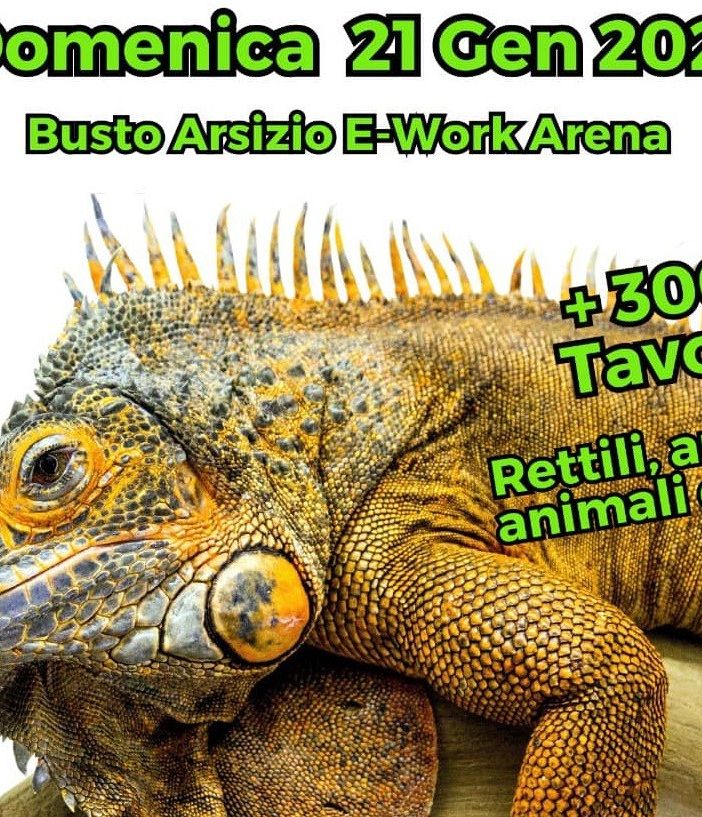 Serpenti e camaleonti a Busto per la quinta edizione del Milano Reptiles Meeting