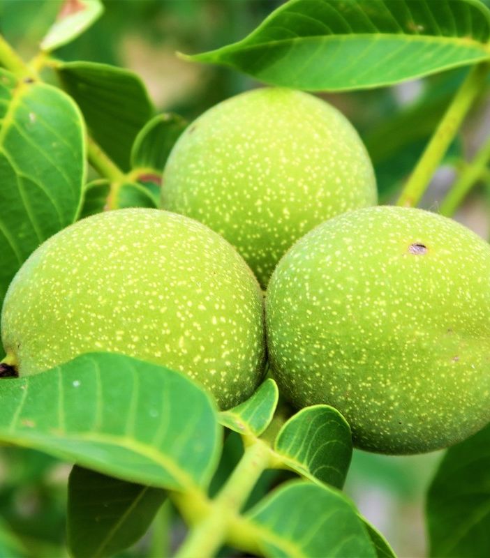 Le noci vanno raccolte ancora verdi