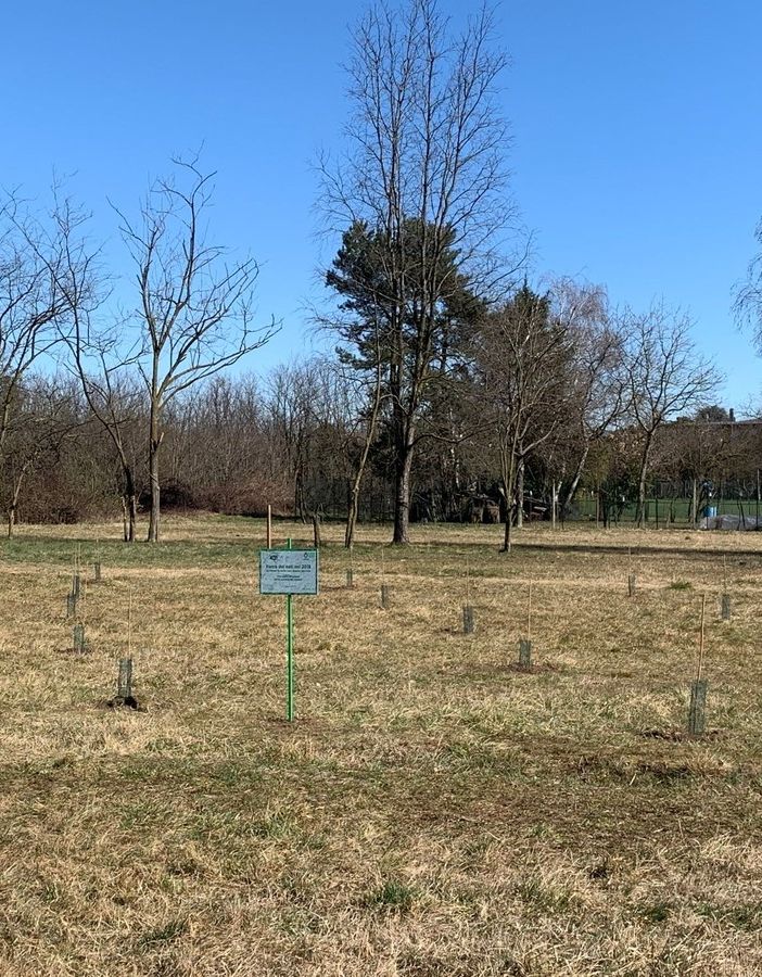 Busto, cresce il parco in via de Curtis: nuovi alberi per i bambini nati negli ultimi tre anni