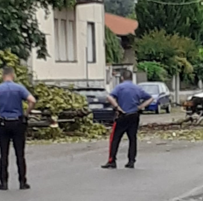 FOTO. A Olgiate crolla un albero in via Roma
