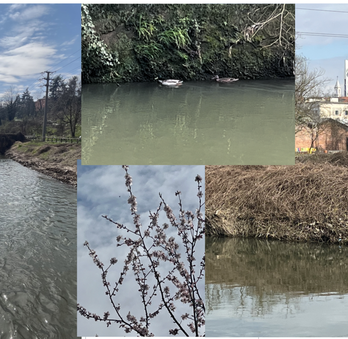 VIDEO.  L'Olona dopo la piena. Ovvero la pace che inizia a sussurrare la primavera