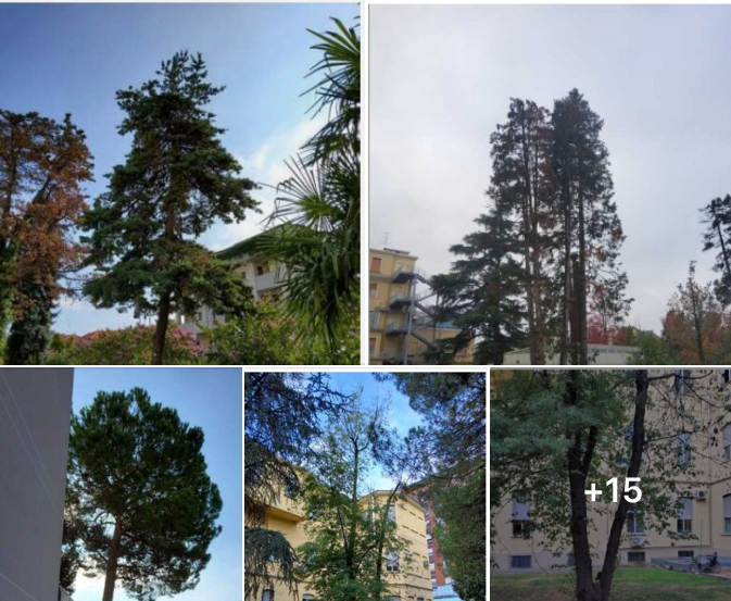 Il post di Legambiente