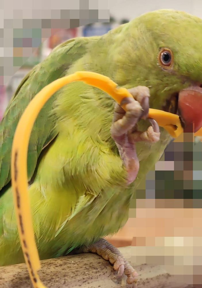 Pappagallo smarrito a Olgiate, l'appello: «Aiutateci a ritrovarlo»