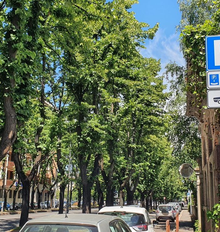 Sosta con disco orario vicino al supermercato di viale Duca d'Aosta