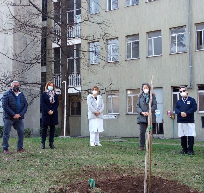 All'ospedale di Busto piantata una paulownia in memoria delle vittime del Covid e per dire grazie ai sanitari