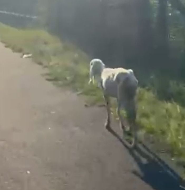 La pecora a spasso per Sant'Anna