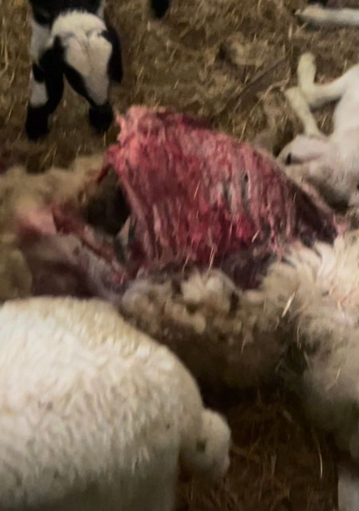 Un'immagine fornita dal sindaco: il video è straziante e scegliamo di non pubblicarlo